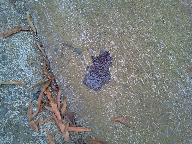 "Groaning/whining" power steering pump when cold Subaru Outback Forums